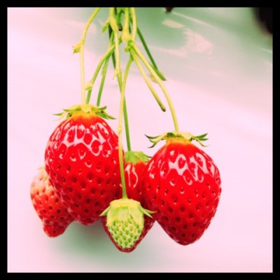 STRAWBERRY!